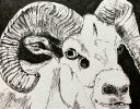 Ram.jpg